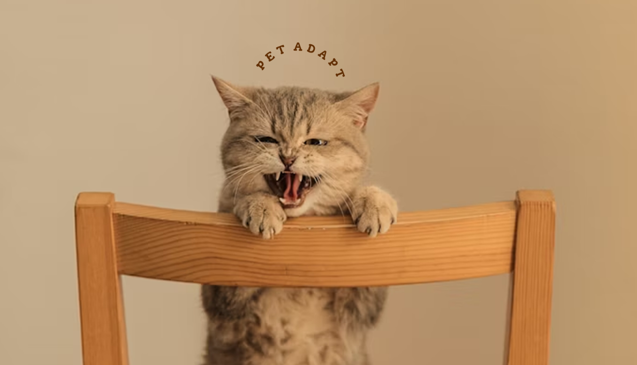 Gato apoiado no encosto de uma cadeira com a marca PetAdapt ao fundo
