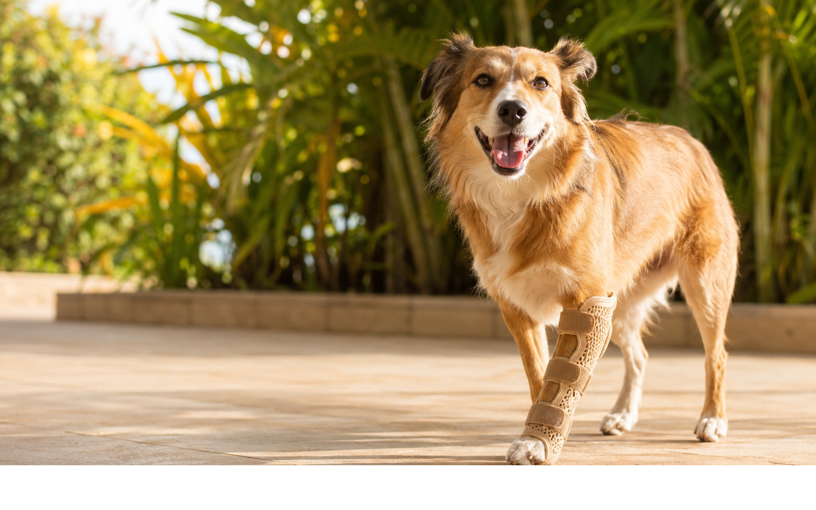 Cão usando uma órtese personalizada em uma área externa